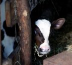 Dutch ban on removal of veal calves amid foot-and-mouth concern