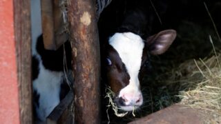 Dutch ban on removal of veal calves amid foot-and-mouth concern