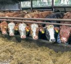 Danske Bank confirms increased farm finances in NI