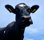 New BVD measures in NI a ‘crucial development’ – farm org