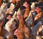 Bird Flu prevention zone introduced in Northern Ireland