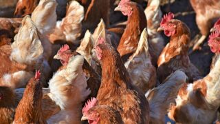 Bird Flu prevention zone introduced in Northern Ireland