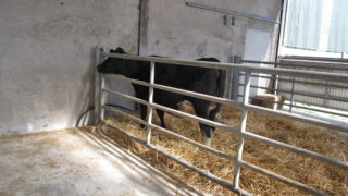 Lameness: Key areas to consider before calving kicks off