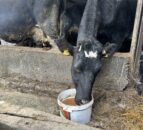 Dairy advice: Reducing the risk of metabolic issues