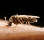 Bluetongue restrictions ease as seasonal vector low period announced