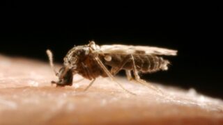 Bluetongue restrictions ease as seasonal vector low period announced