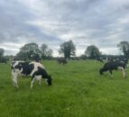 Survey launched in NI for renewable energy generation on dairy farms