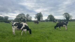Survey launched in NI for renewable energy generation on dairy farms