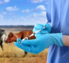 New effort to tackle NI veterinary nurses shortage