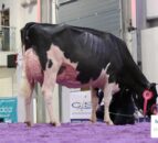NI farmers to judge at flagship UK dairy show