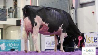 NI farmers to judge at flagship UK dairy show