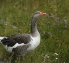 Bird flu confirmed in wild goose in Tyrone – DAERA