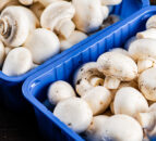 92% of horticulture and cereals exported in 2024 went to UK