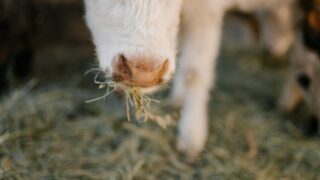Foot-and-mouth vaccine bank activated in Germany