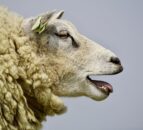 NSA urges vigilance following news of foot and mouth in Germany