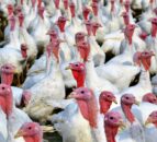 Free range turkeys performed very well in 2024 – expert