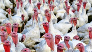 Free range turkeys performed very well in 2024 – expert
