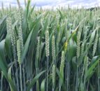 ‘Autumn-sown cereals in good condition, prior to first fertiliser application’