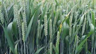 ‘Autumn-sown cereals in good condition, prior to first fertiliser application’
