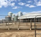 Mega farming: Meet the southern Australia family managing 2,300 cattle