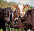 Breeding goals: ‘There’s no point breeding a 12,000L cow if she’ll not last’