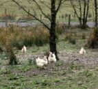 Avian influenza control measures to be lifted in the North