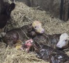 Birth of Charolais triplets comes as surprise to farmer