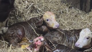 Birth of Charolais triplets comes as surprise to farmer