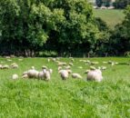 UK think tank calls for farm subsidies to be axed after Brexit