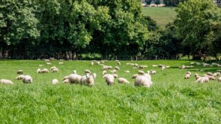 UK think tank calls for farm subsidies to be axed after Brexit