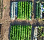RAU teaching farm to become fully regenerative