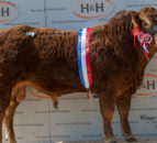 ‘Majestic’ Derry bull fetches 35,000gns at Carlisle
