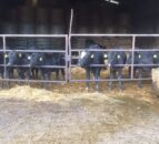 Popularity of Angus and Hereford sires rise in Northern dairy herds – LMC