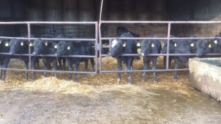 Popularity of Angus and Hereford sires rise in Northern dairy herds – LMC