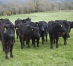 Northern Irish store steer prices fall by £64/head this year – LMC