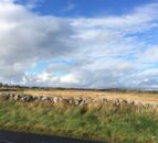 Single Farm Payments in the North drop in value in 2015