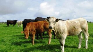 Beef-sired calf registrations higher in July – LMC