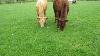 Byrne calls for action to resolve beef crisis