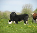 LMC proposes  Redmeat Industry Protocol