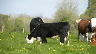 Beef prices consistently higher then quotes in Northern Ireland