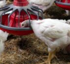 Non-notifiable strain of avian influenza identified on Fermanagh broiler farm