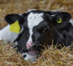 Why colostrum is the most important feed a calf will get in its entire lifetime