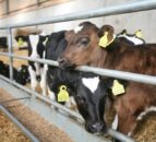 NI farmers urged to submit BVD PI claims before October deadline