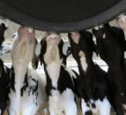 What are the cost benefits of feeding milk replacer vs whole milk