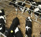 Chief vet urges farmers to respond to live export consultation