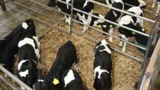 North’s farmers to receive EU aid to remove BVD-positive calves