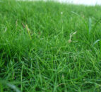 Thinking of growing grass for AD? Here’s what you need to know