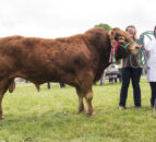 Limousin extravaganza at Antrim Show