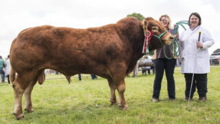 Limousin extravaganza at Antrim Show