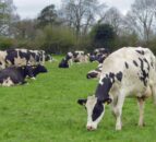 Milk price climbs in Northern Ireland despite rising October collections